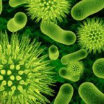 Бактерии против бактерий